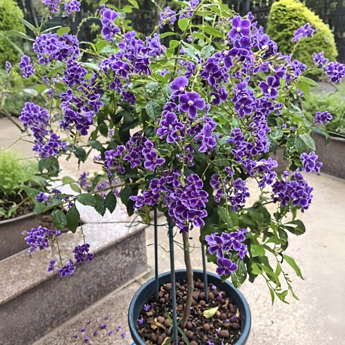 蕾丝金露花棒棒糖蓝精灵花卉植物