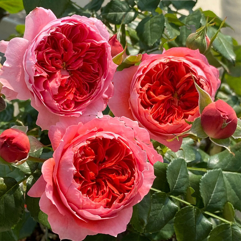 朱砂碗阳台耐热月季玫瑰大花