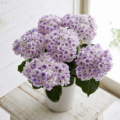 夏洛特公主绣球花重瓣花型好养活