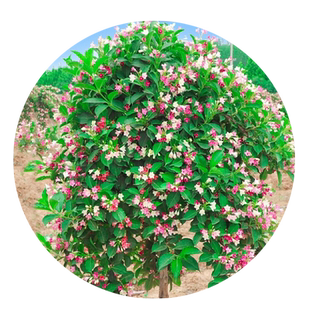 五彩锦带花树苗盆栽阳台北方庭院耐寒风景树高杆丛生王子花卉植物
