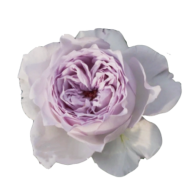 霁色月季花大苗盆栽青灰色系好养