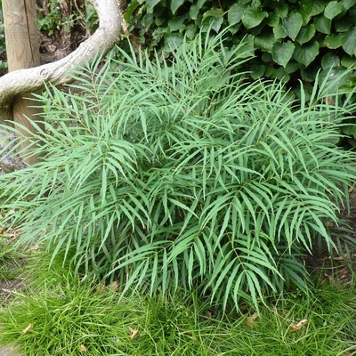 狭叶十大功劳常绿花镜搭配花卉