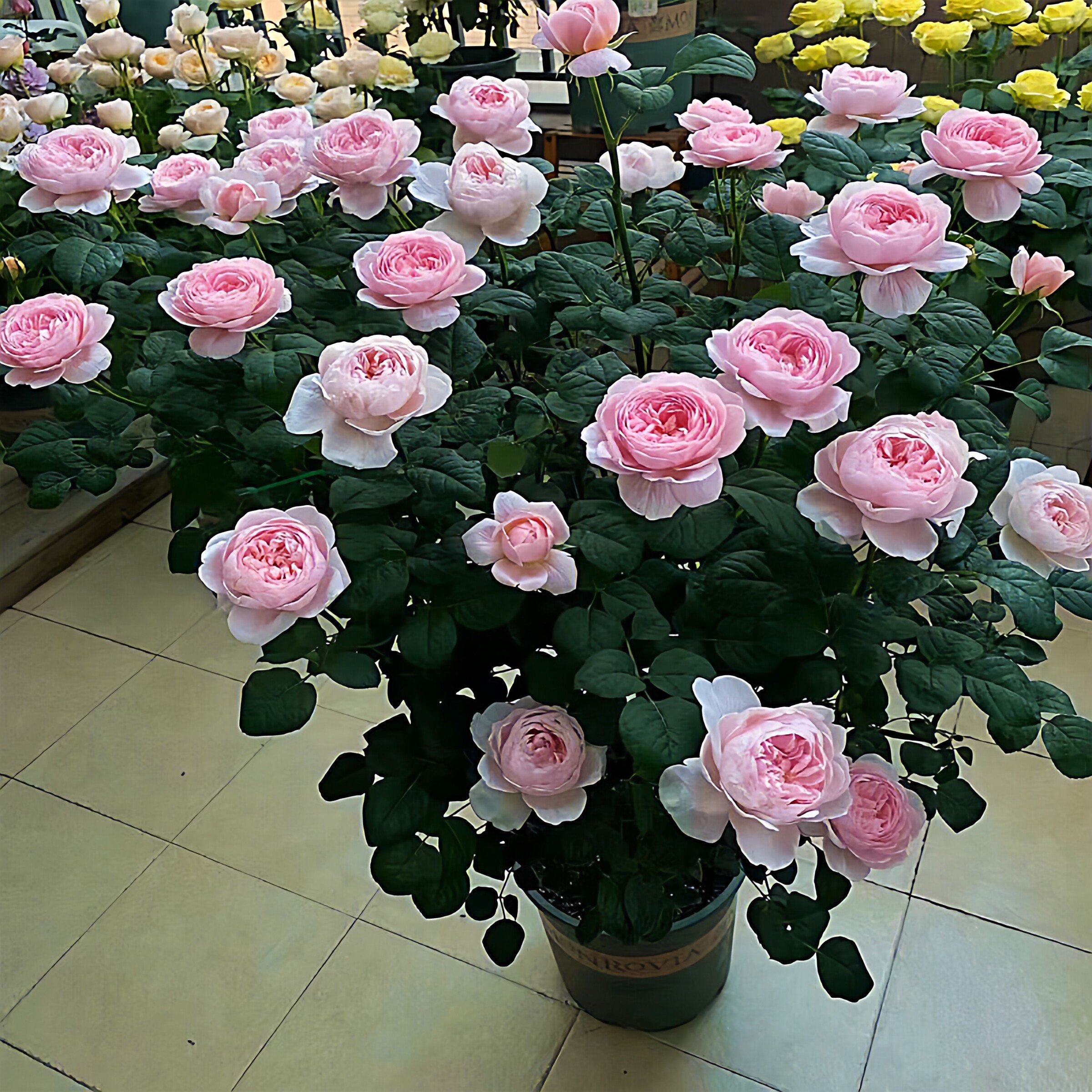 7加仑月季花特大苗阳台花园植物