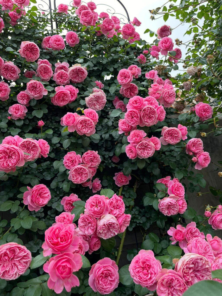 粉色达芬奇藤本月季花苗盆栽特大花浓香四季阳台庭院花卉植物粉达