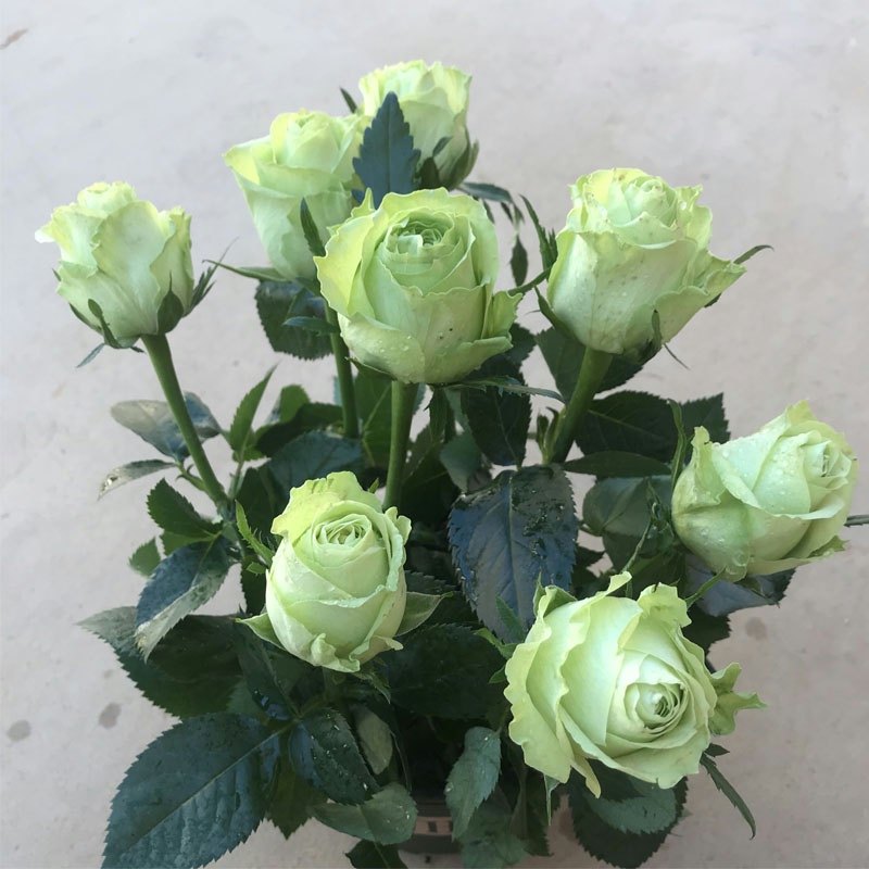 绿星月季花大苗绿色包子花朵四季花卉植物阳台别墅玫瑰盆栽特大花