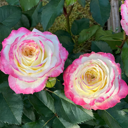 初妆月季花大苗盆栽多季开花好养