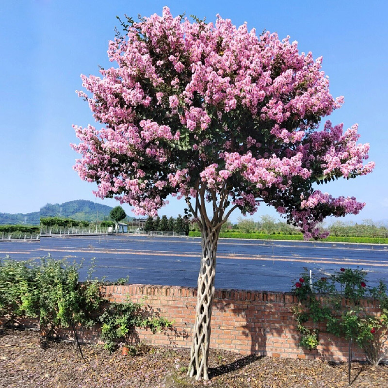 紫薇花树苗四季庭院景观风景树