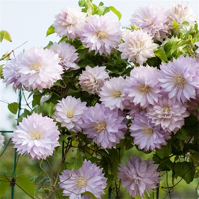 沃金美女重瓣铁线莲花苗攀援花卉