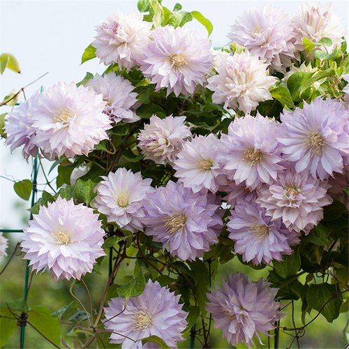 沃金美女重瓣铁线莲花苗攀援花卉