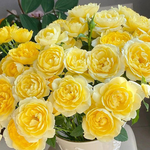 檸檬黃果汁陽臺月季 花大苗盆栽多頭豐花陽臺微月玫瑰庭院花卉植物
