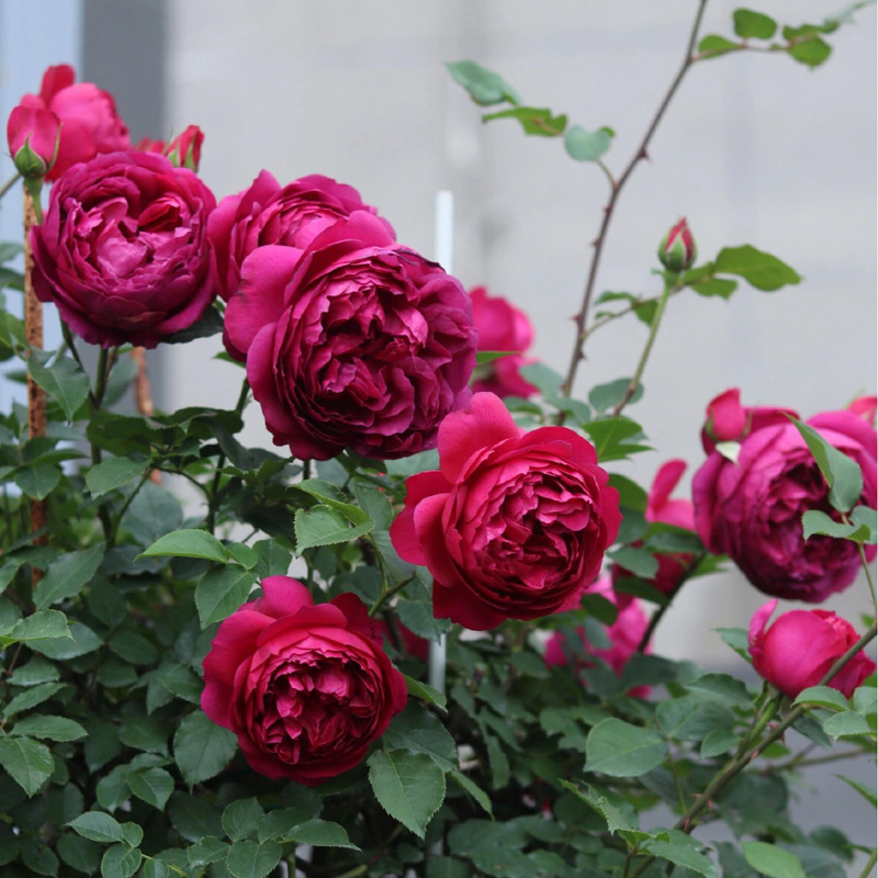 秋日胭脂月季花大苗盆栽花香浓郁