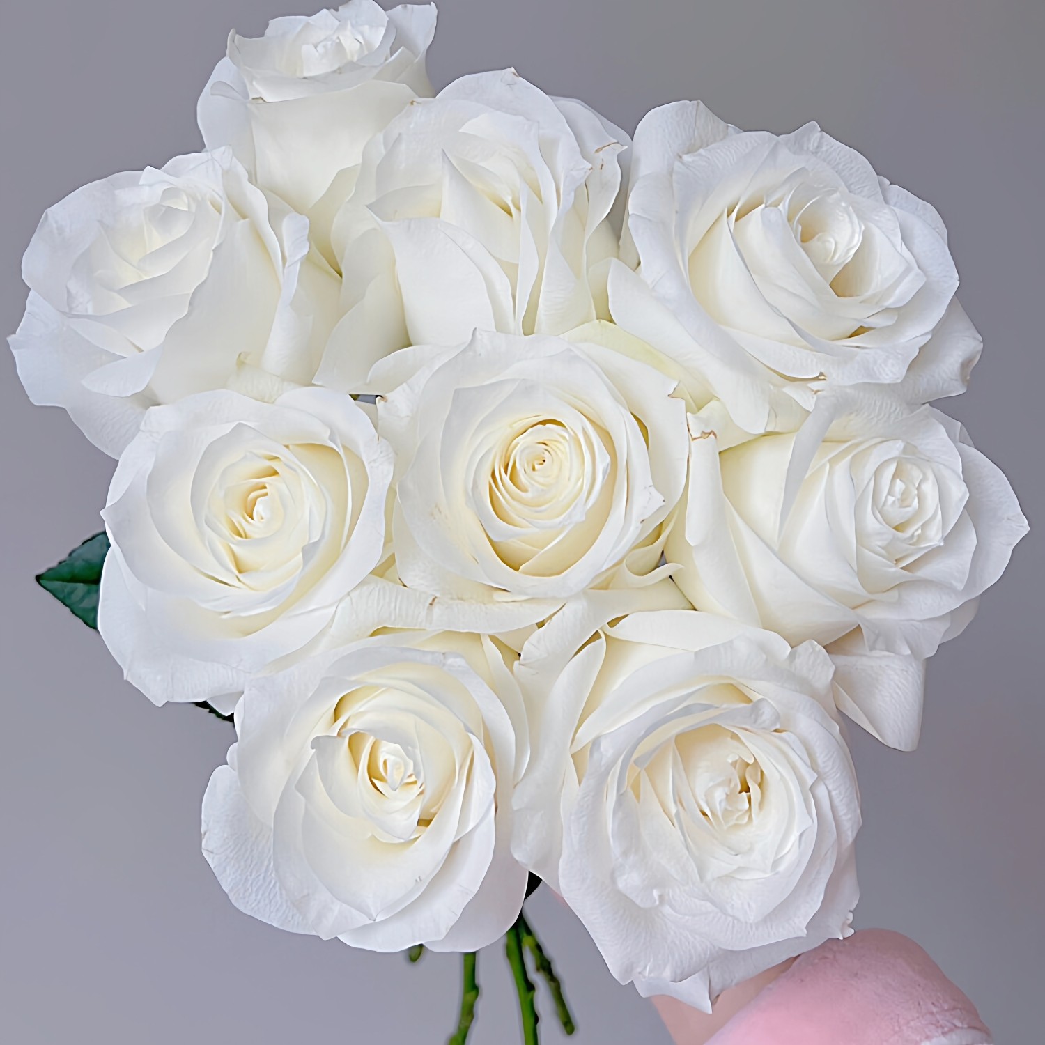 法国花边月季花苗阳台大花浓香玫瑰花盆栽观花卉植物庭院四季抗病,鲜花速递/花卉仿真/绿植园艺,月季/蔷薇/玫瑰,淘宝优惠券,粉丝福利购,淘宝优惠卷