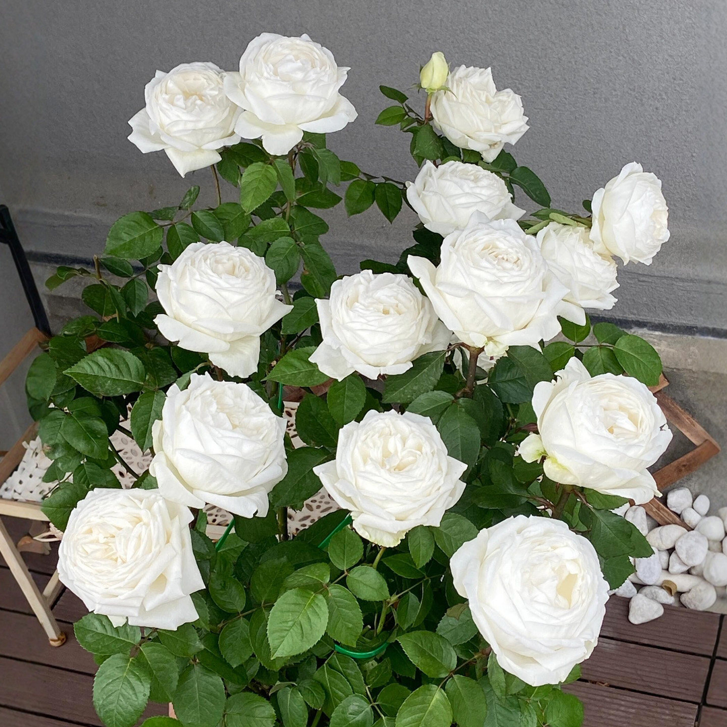 伊芙婚礼之路月季花大苗四季特大花浓香纯白色玫瑰盆栽阳台绿植物