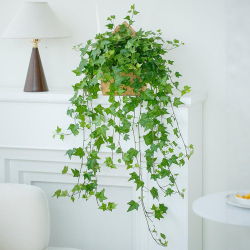 常春藤盆栽好养植物室内垂吊植物