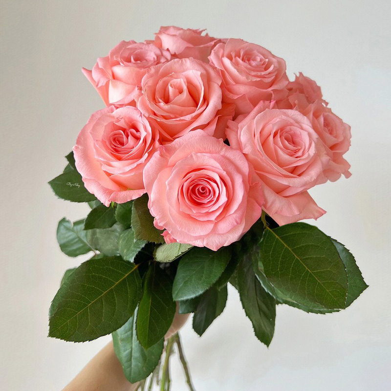 戴安娜粉色玫瑰花大苗盆栽多季开