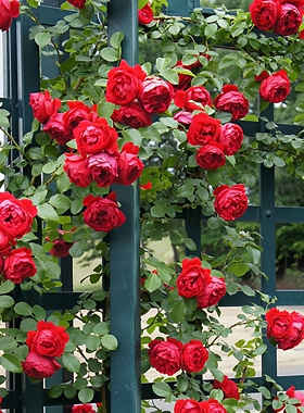 红色龙沙宝石藤本月季花苗特大花浓香多季开庭院蔷薇爬藤植物红龙