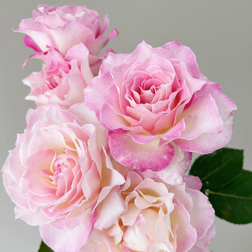 六翼天使月季花大苗盆栽多季开花