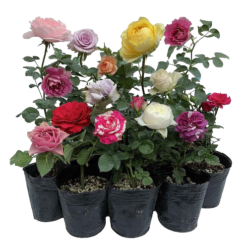 大游行蔷薇花苗爬藤阳台四季藤本月季浓香庭院爬墙植物玫瑰花盆栽