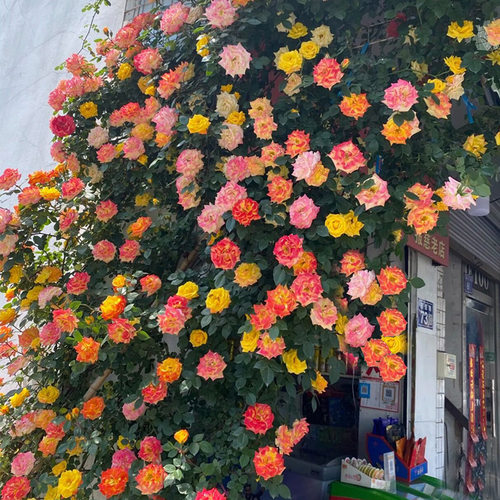 藤彩虹月季花苗盆栽好养爬藤植物