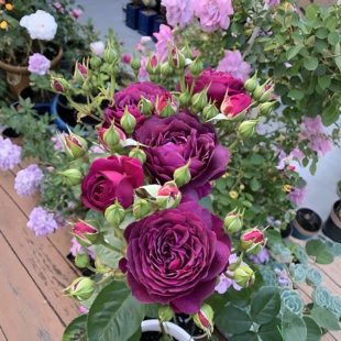 海潮之声月季花大苗阳台庭院四季浓香大花丰花玫瑰花室内盆栽花卉