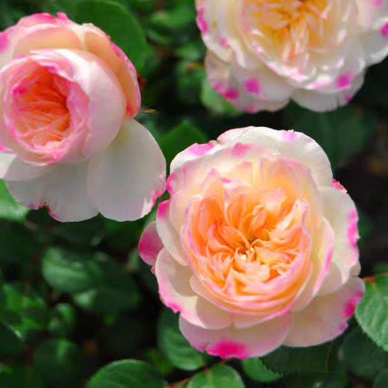 女神月季花大苗大花浓香阳台花园观花绿植物盆栽开花性好四季丰花