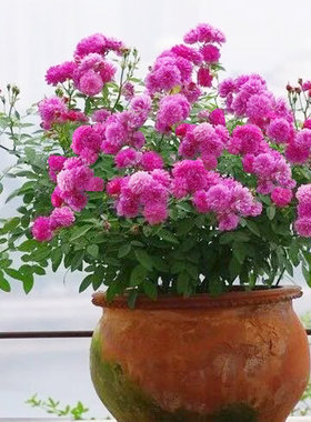 甜蜜马车月季花大苗多头群开四季