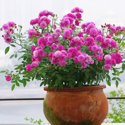 甜蜜马车月季花大苗多头群开四季