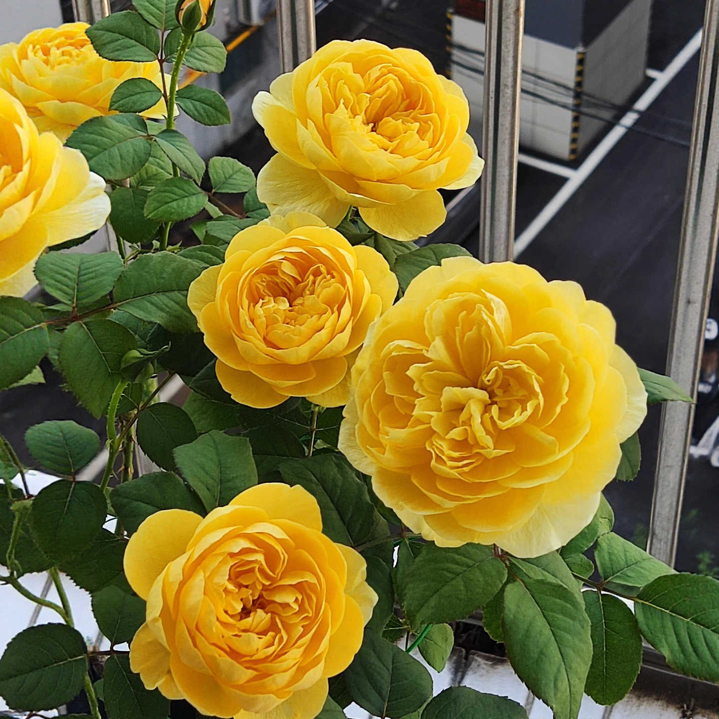 圣女贞德月季花苗大花浓香多季开花阳台庭院花园玫瑰花绿植物盆栽,鲜花速递/花卉仿真/绿植园艺,月季/蔷薇/玫瑰,淘宝优惠券,粉丝福利购,淘宝优惠卷