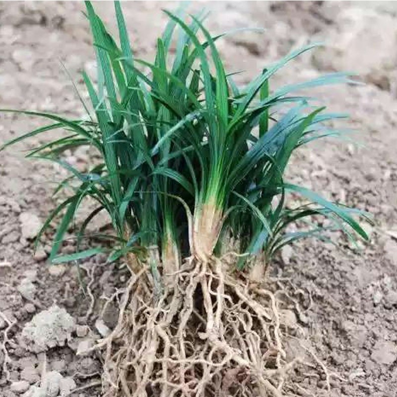 日本麦冬草耐寒庭院植物四季常青