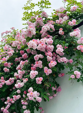 呼吸香水蔷薇花苗四季浓香花量大