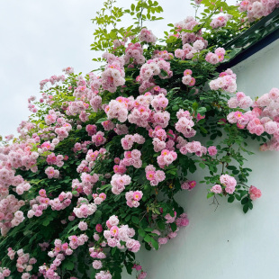 呼吸香水蔷薇花大苗盆栽微风香水藤本月季花爬藤四季浓香花量巨大