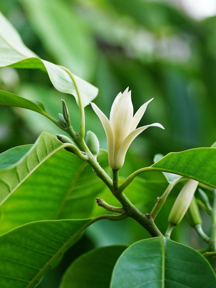 浓香花卉阳台白兰花树苗盆栽黄角兰室内盆栽四季开植物白色玉兰花