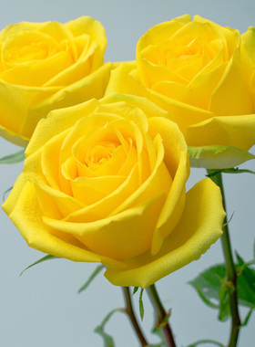 金香玉黄色玫瑰花苗盆栽金镶玉灌木大花金黄月季多季开盆栽绿植物