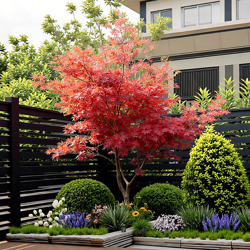 大型红枫树苗阳台庭院别物风景树