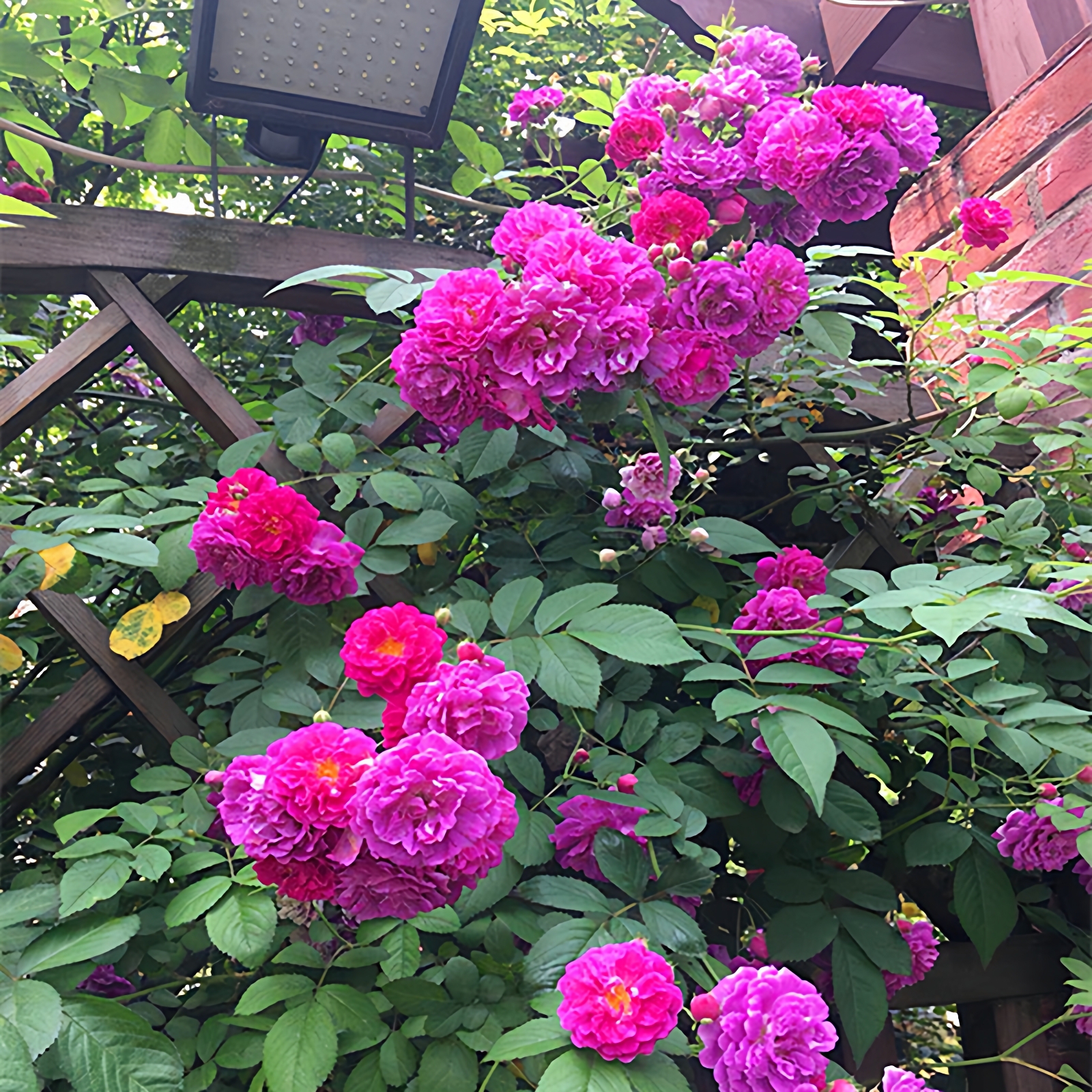 紫香云蔷薇花大苗多花爬藤蔷薇花