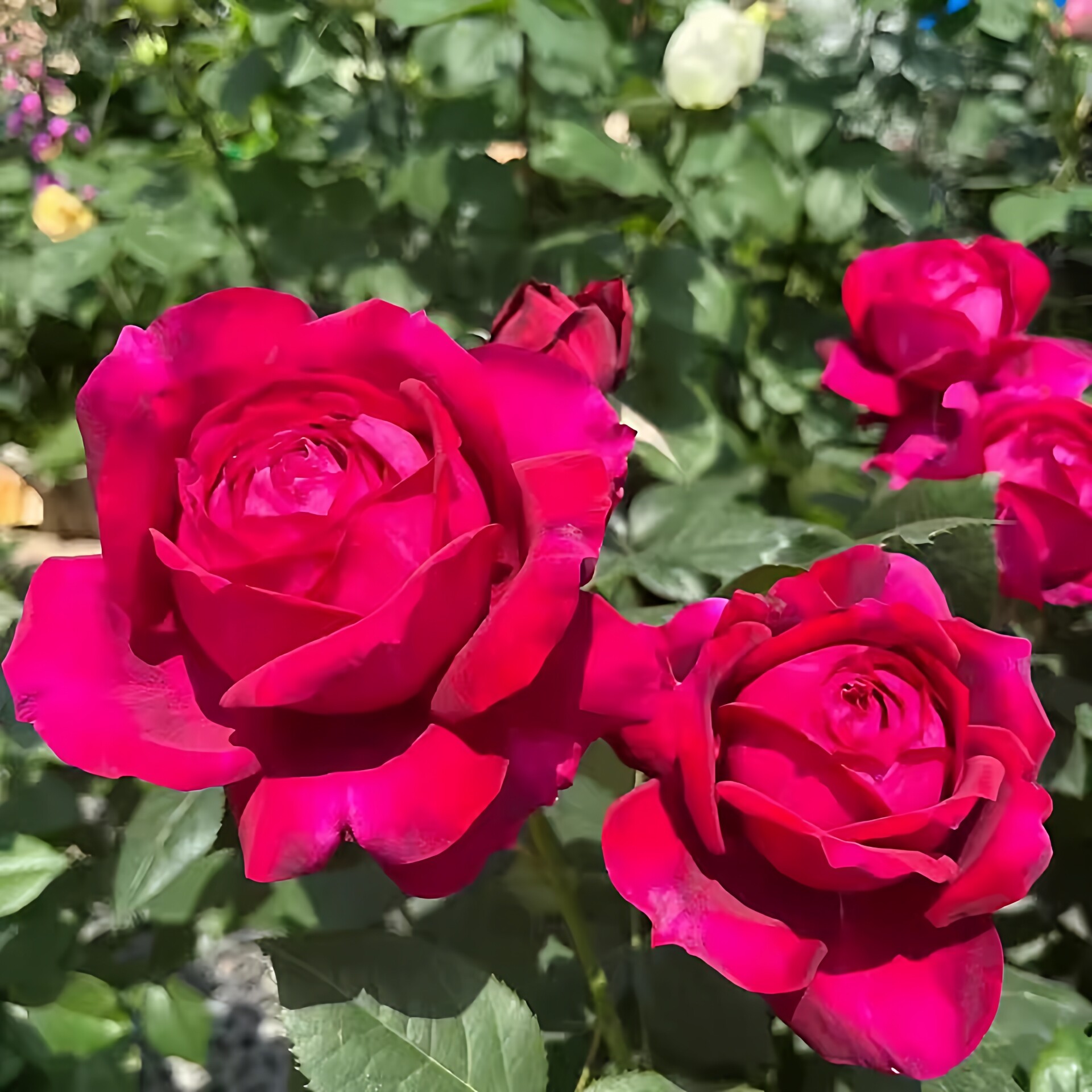 詹尼斯月季花大苗盆栽阳台庭院红色直立特大花浓香四季玫瑰花植物