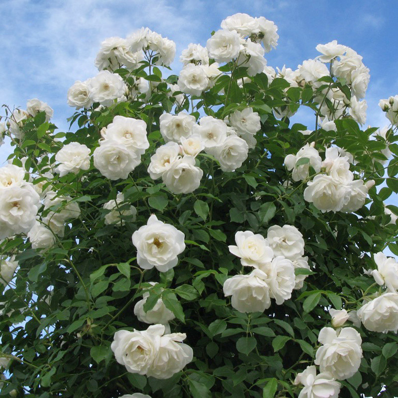 大型藤本月季冰山白色蔷薇花大苗