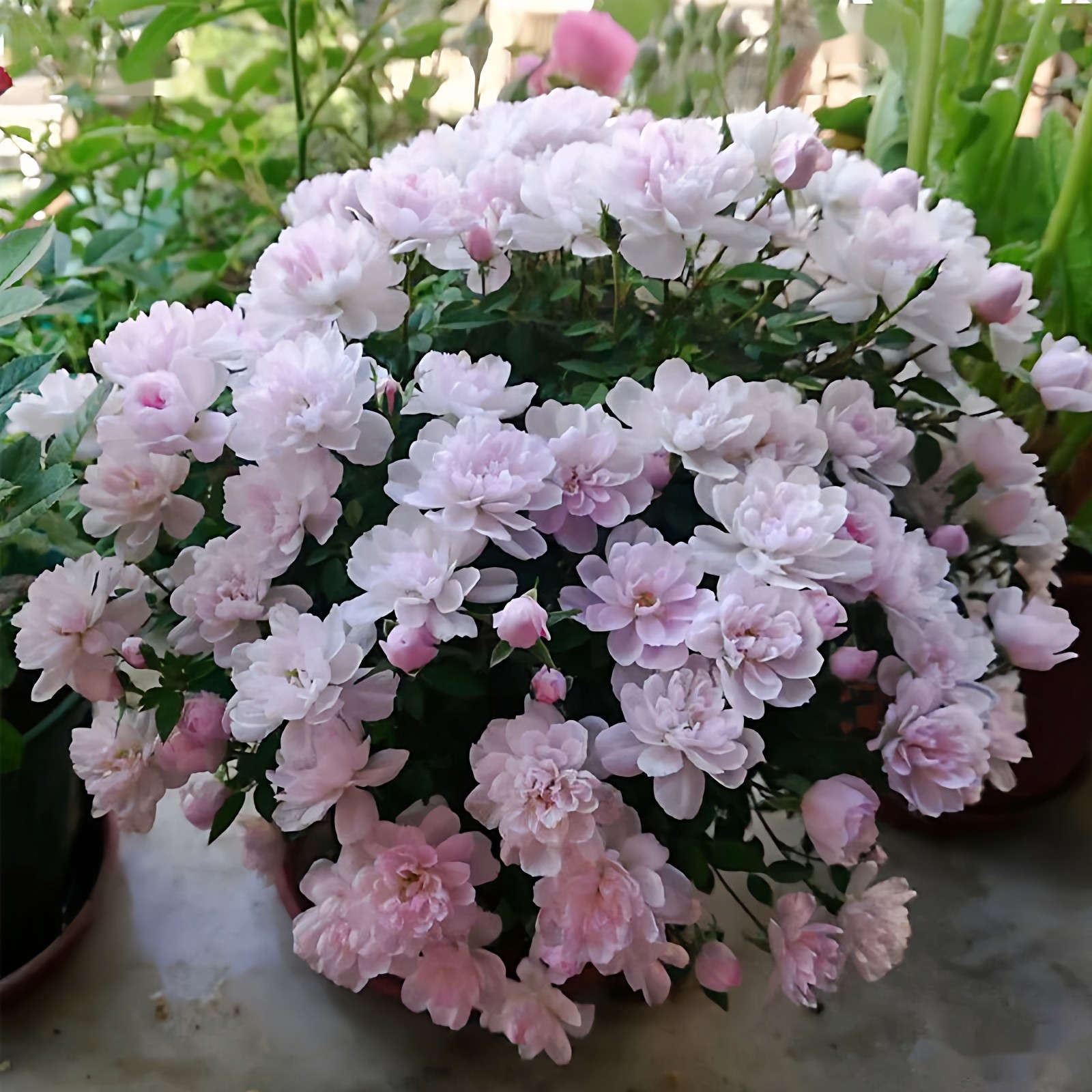 姬月季日本姬乙女姬超微蔷薇迷你微盆景阳台桌面多季花开盆栽花卉,鲜花速递/花卉仿真/绿植园艺,月季/蔷薇/玫瑰,淘宝优惠券,粉丝福利购,淘宝优惠卷