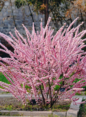 重瓣榆叶梅花树苗盆栽阳台庭院耐寒花卉植物四季郁李花苗麦李盆栽