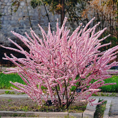 重瓣榆叶梅郁李花苗麦李大苗盆栽