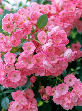 安吉拉藤本月季花大苗盆栽丰花多头阳台庭院爬藤蔷薇花苗多季开花