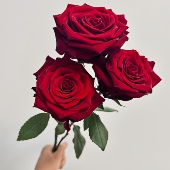 黑魔术月季 花苗盆栽暗红色花瓣丝绒感强玫瑰阳台庭院四季 花卉植物