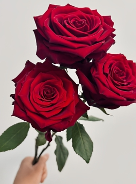 黑魔术月季花苗盆栽暗红色花瓣丝绒感强玫瑰阳台庭院四季花卉植物