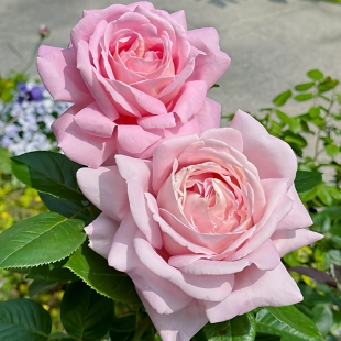 天赐恩宠月季花大苗盆栽抗病特大花浓香粉色勤花阳台庭院花卉植物
