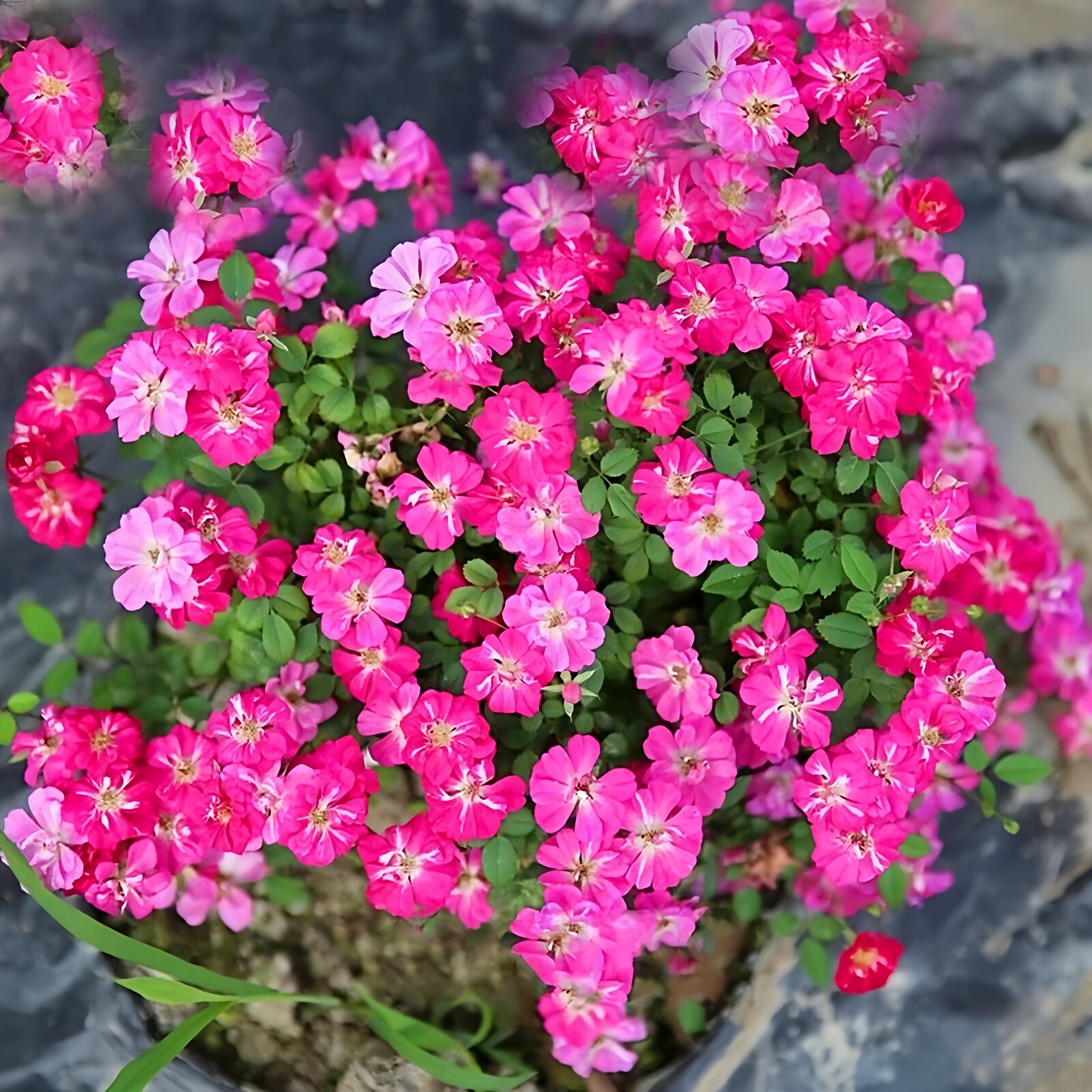 红莲月季花大苗多头开花不断植株矮小阳台花卉植物日本微型姬月季