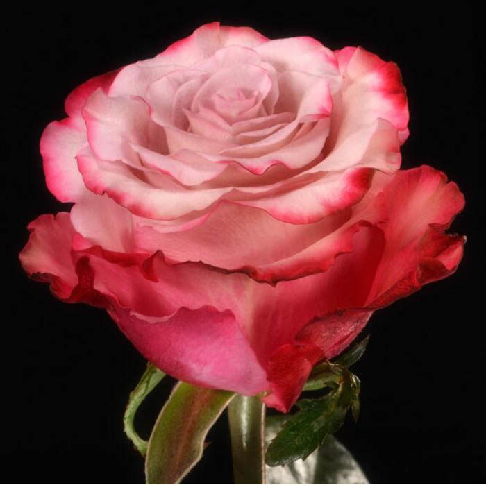 甜蜜浆果杂交茶香月季花大苗花店玫瑰大花抗性强阳台庭院浓香花卉