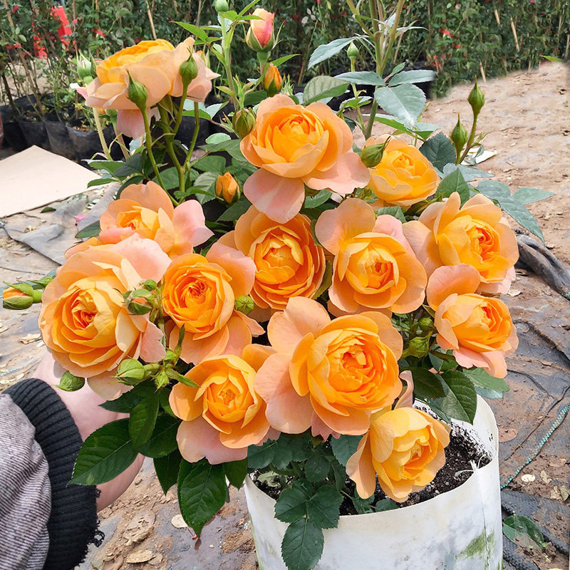 果汁阳台月季花大苗特大花浓香四季玫瑰花老桩盆栽庭院花卉绿植物,鲜花速递/花卉仿真/绿植园艺,月季/蔷薇/玫瑰,淘宝优惠券,粉丝福利购,淘宝优惠卷