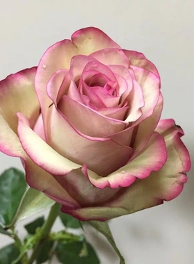 红酒月季花大苗盆栽新品切花玫瑰花老桩大花复古绿色到旧粉色渐变