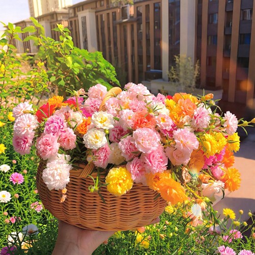 混色太阳花苗盆栽室内绿植物阳台