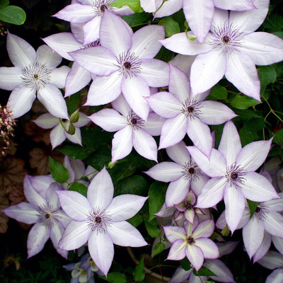 乌托邦铁线莲花苗盆栽爬藤花卉